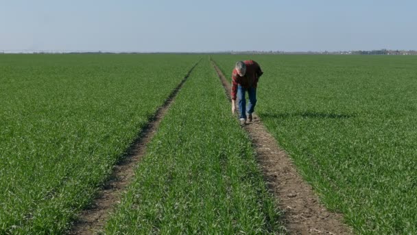 Фермер изучает качество пшеничного завода в поле — стоковое видео