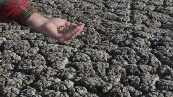 押しながら乾燥したひびの入った土地 農業の概念に大豆を注ぐ人間の手 — ストック動画