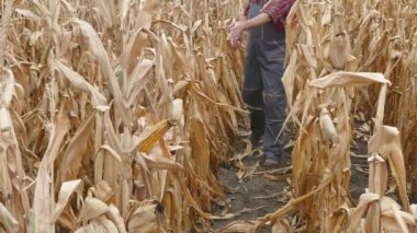 Çiftçi ya da Mısır bitki alanında kuraklık sonra hasat zamanı inceleyerek Ziraat Mühendisi