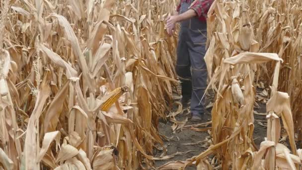 Agricultor Agrônomo Examinando Planta Milho Campo Após Seca Época Colheita — Vídeo de Stock