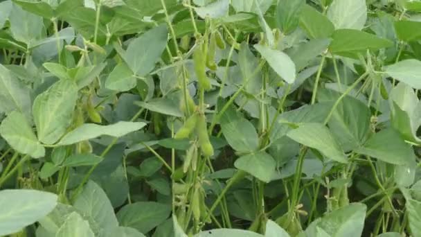 夏のフィールドの緑大豆豆植物のクローズ アップ — ストック動画