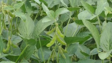 Yeşil soya fasulye bitki yaz alanında closeup