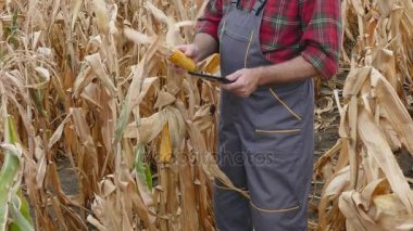 Çiftçi ya da bilimsel tarım uzmanı muayene Mısır mahsul tablet kullanarak alanı