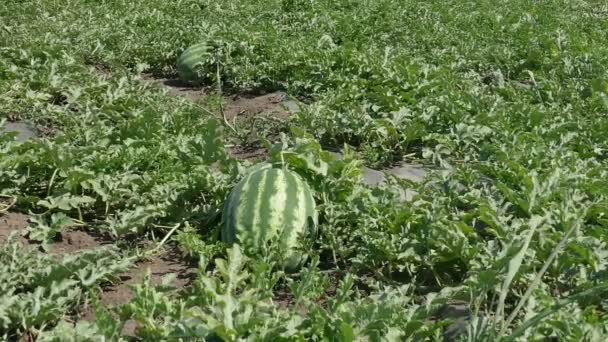 Watermelon Fruit Plant Field Early Summer Zoom Footage — Stock Video