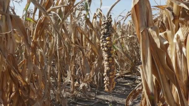 Maïs Planten Veld Beschadigd Nadat Droogte Uitzoomen Landbouw Beeldmateriaal — Stockvideo