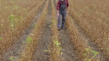 Çiftçi ya da hasat, video çıkışı zoom soya alanı için hazır inceleyerek Ziraat Mühendisi