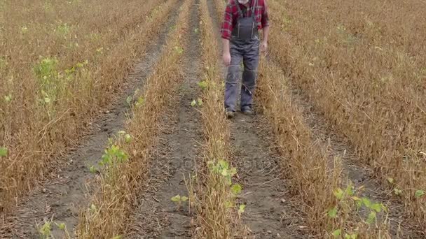Agricultor Agrónomo Examinando Campo Soja Listo Para Cosecha Alejar Video — Vídeos de Stock