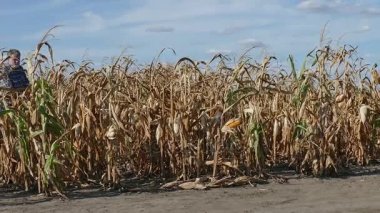 Çiftçi ya da kuraklık sonra bitki alanında Mısır, video çıkışı zoom inceleyerek Ziraat Mühendisi