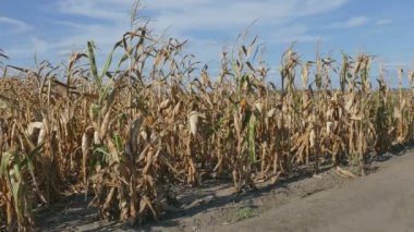 Kuraklık sonra geç yaz aylarında alandaki bitki mısır, hasat zamanı