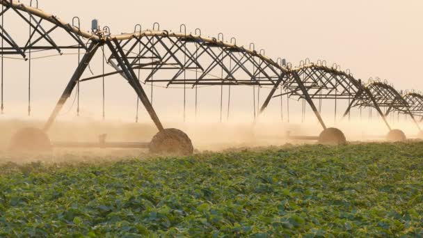 Sojaveld Met Irrigatiesysteem Voor Watervoorziening Bij Zonsondergang — Stockvideo