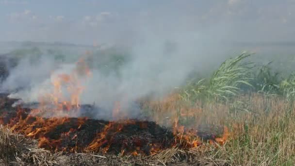 Incendie dans le champ de blé après la récolte, séquences 4K 