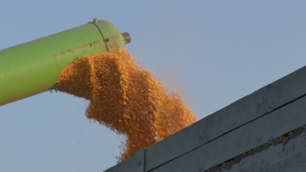 Corn Harvest Grain Auger Combine Pouring Crop Footage — Stock Video