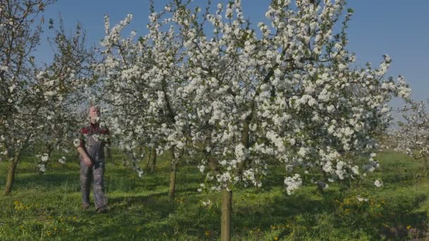 Bahçede Çiçek Açan Kiraz Ağaçlarını Inceleyen Çiftçi Çiftçi — Stok video