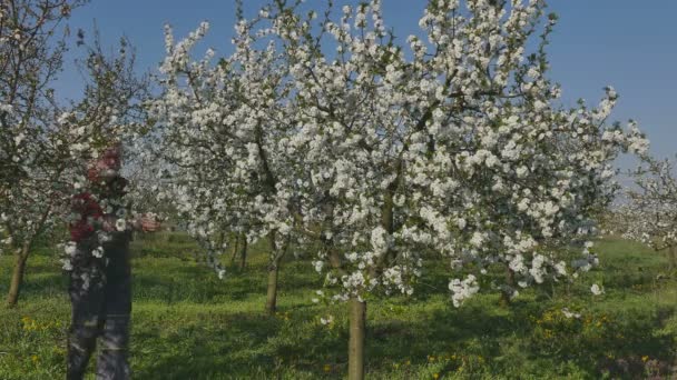 Bahçede Çiçek Açan Kiraz Ağaçlarını Inceleyen Çiftçi Çiftçi — Stok video