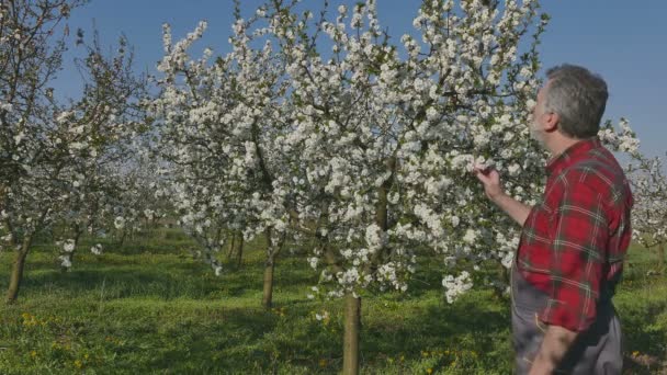 Bahçede Çiçek Açan Kiraz Ağaçlarını Inceleyen Çiftçi Çiftçi — Stok video