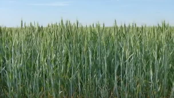L'agriculture, plante de blé vert se déplaçant à la brise, panoramique des séquences HD 
