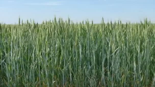 Landwirtschaft Grüne Weizenpflanze Bewegt Sich Wind Schwenk Filmmaterial — Stockvideo