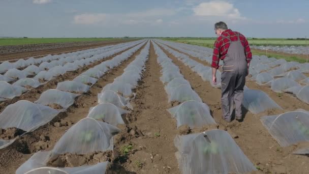 Agricultor Examinando Sandía Planta Melón Bajo Pequeños Invernaderos Plástico Protección — Vídeo de stock