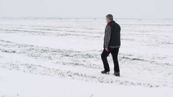 Agricultor Agrónomo Que Inspecciona Calidad Del Trigo Bajo Nieve Invierno — Vídeos de Stock