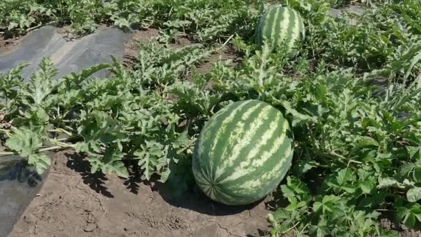 Watermeloen Fruit Planten Veld Klaar Voor Oogst Uitzoomen Beelden Vroege — Stockvideo