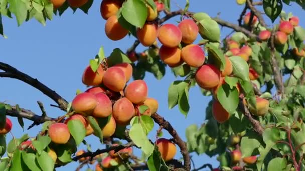 Fruta Albaricoque Rama Listo Para Cosecha Zoom Material Archivo — Vídeo de stock