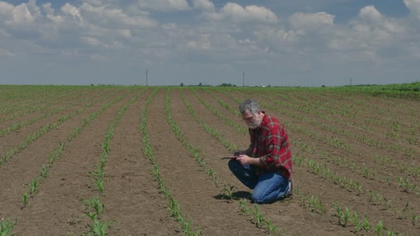 Agricultura Agricultor Agrónomo Inspeccionando Calidad Del Maíz Campo Tiempo Primavera — Vídeos de Stock