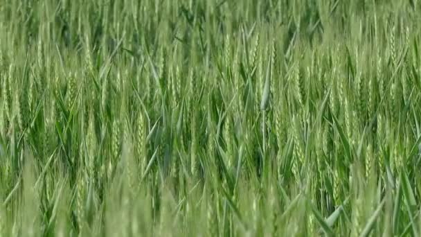 Plante de blé vert dans le champ, à la fin du printemps, panoramique des séquences HD 