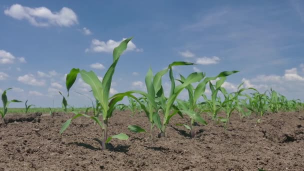 Fiatal Kukorica Növény Mező Tavaszi Idő Zoom Felvétel — Stock videók