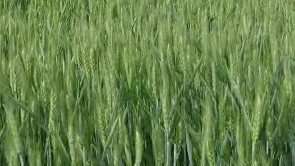 Planta Trigo Verde Campo Final Primavera Panning Imagens — Vídeo de Stock