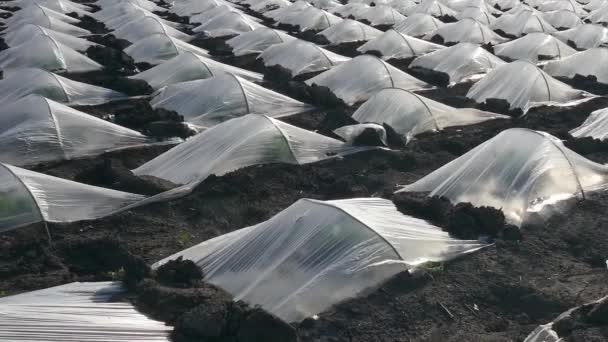 Campo Melancia Melão Plantas Sob Pequenas Estufas Plástico Proteção Panning — Vídeo de Stock