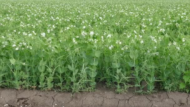 Close Planta Ervilha Florescente Campo Panning Imagens — Vídeo de Stock