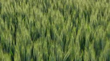Alan, geç Bahar, yeşil buğday bitki HD ayak kaydırma