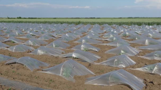 Campo Plantas Sandía Melón Bajo Pequeños Invernaderos Plástico Protector — Vídeo de stock