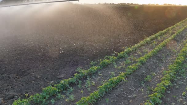 Campo Soja Con Sistema Riego Para Suministro Agua Imágenes Atardecer — Vídeos de Stock