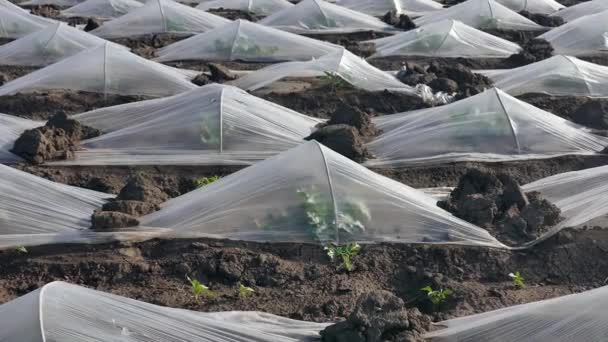 Campo Plantas Sandía Melón Bajo Pequeños Invernaderos Plástico Protector Zoom — Vídeo de stock
