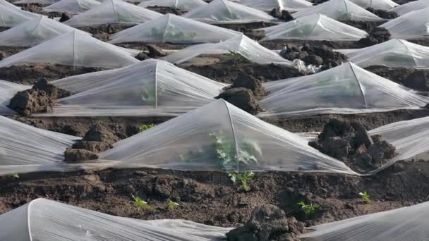 Campo Melancia Melão Plantas Sob Pequenas Estufas Plástico Proteção Zoom — Vídeo de Stock