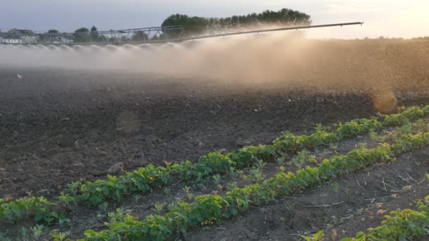 Ladang Kacang Kedelai Dengan Sistem Irigasi Untuk Pasokan Air Saat — Stok Video