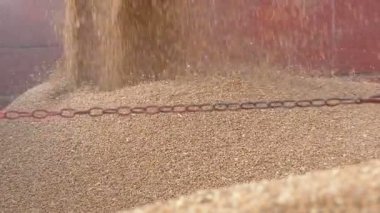 Hasat, kırpma traktör römork için dökme buğday