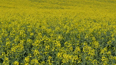Alan, kanola bitkilerde erken Bahar çiçek yağı tecavüz