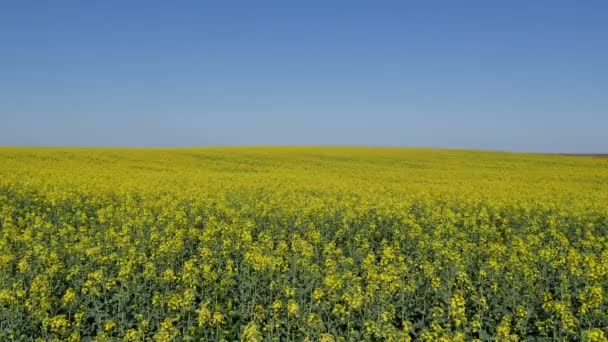 Олійні Зґвалтування Квітучі Рослини Каноли Полі Блакитним Небом Ранньою Весною — стокове відео