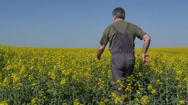Agronomiste ou agriculteur marchant et examinant un champ de canola en fleurs, une plante de colza au printemps 