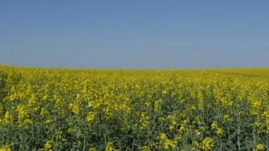 Alan mavi gökyüzü ile kanola bitkilerde erken Bahar çiçek yağı tecavüz