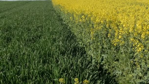 Óleo Colza Canola Florescente Plantas Trigo Campo Zoom Out Vídeo — Vídeo de Stock