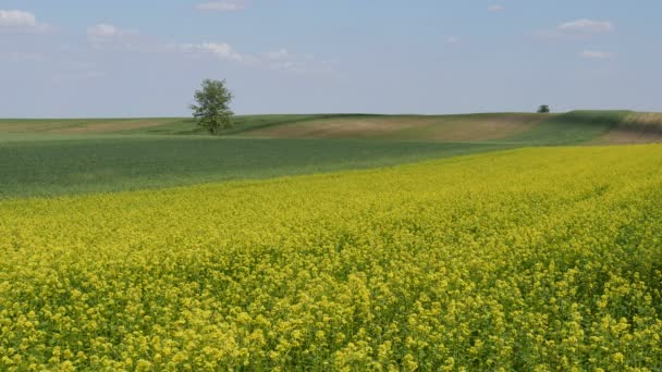 Oil Rape Blossoming Canola Green Wheat Plants Field Early Spring — Stock Video