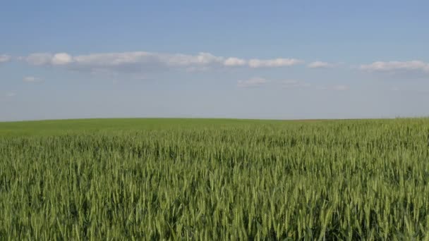 Grüne Weizenpflanzen Auf Dem Feld Spätes Frühjahr Filmmaterial — Stockvideo