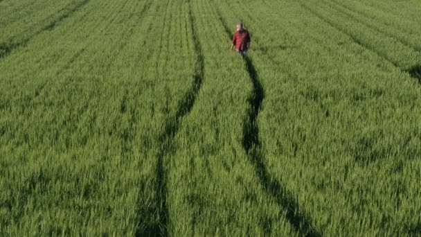 Agricultor Agrónomo Caminando Campo Trigo Verde Examinando Calidad Del Cultivo — Vídeos de Stock