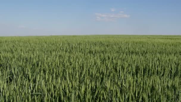 Plantas Trigo Verde Campo Finales Primavera — Vídeos de Stock