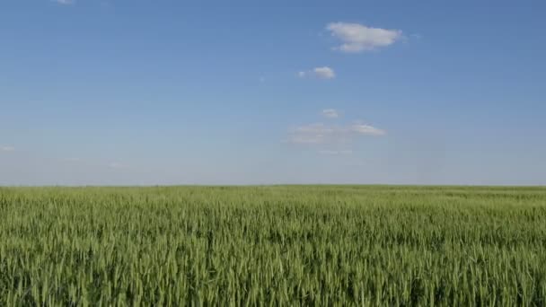 Cena Rural Plantas Trigo Verde Campo Com Vento Forte Agricultura — Vídeo de Stock