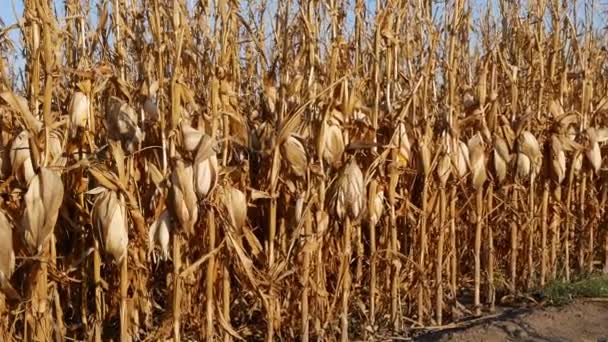 Zoom Corn Cobs Field Ready Harvest Late Summer Footage — Stock Video