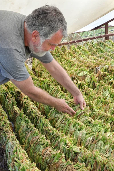 Agricoltore e essiccazione tradizionale del tabacco in tenda — Foto Stock